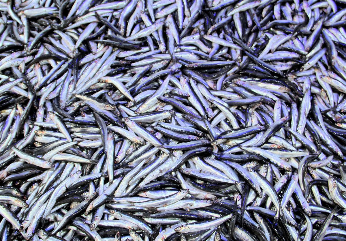 Sinop\'ta Hamsi Fiyatları Düştü