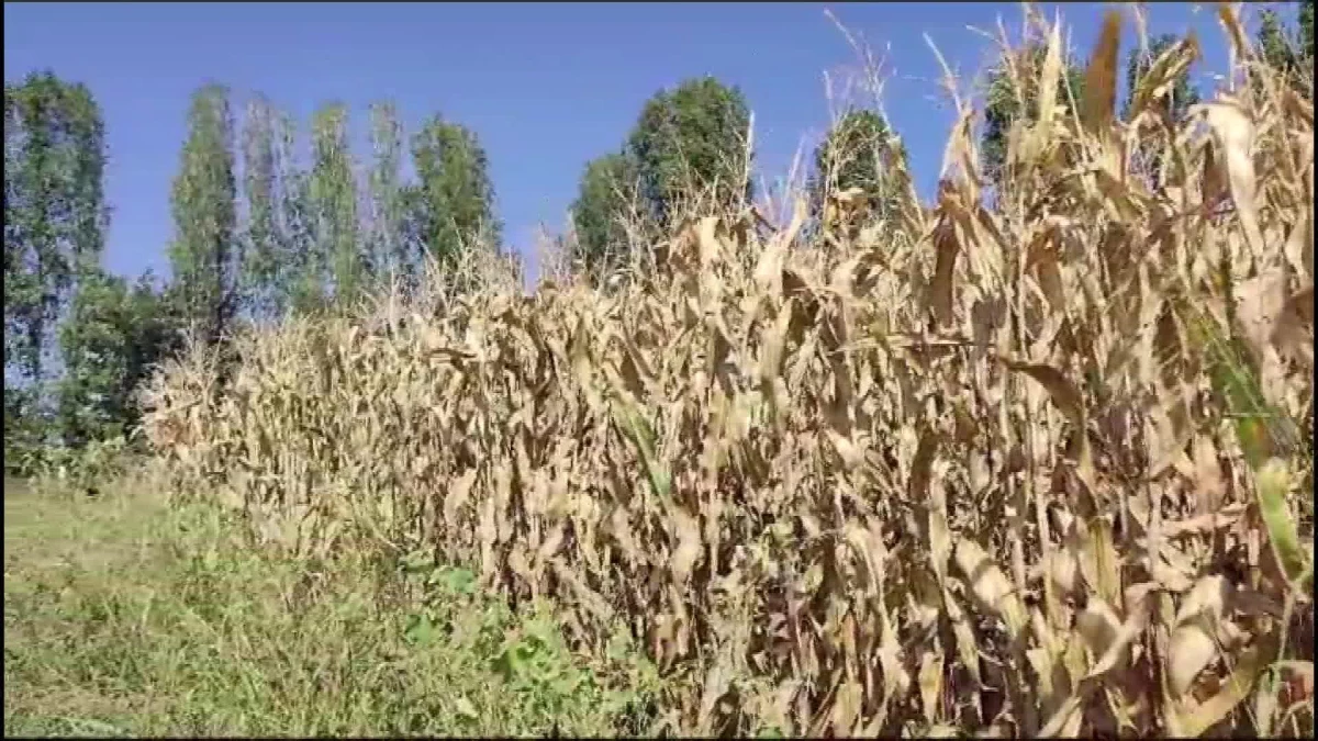 Çiftçi, mısır ürünlerinin alınması için yetkililere çağrıda bulundu