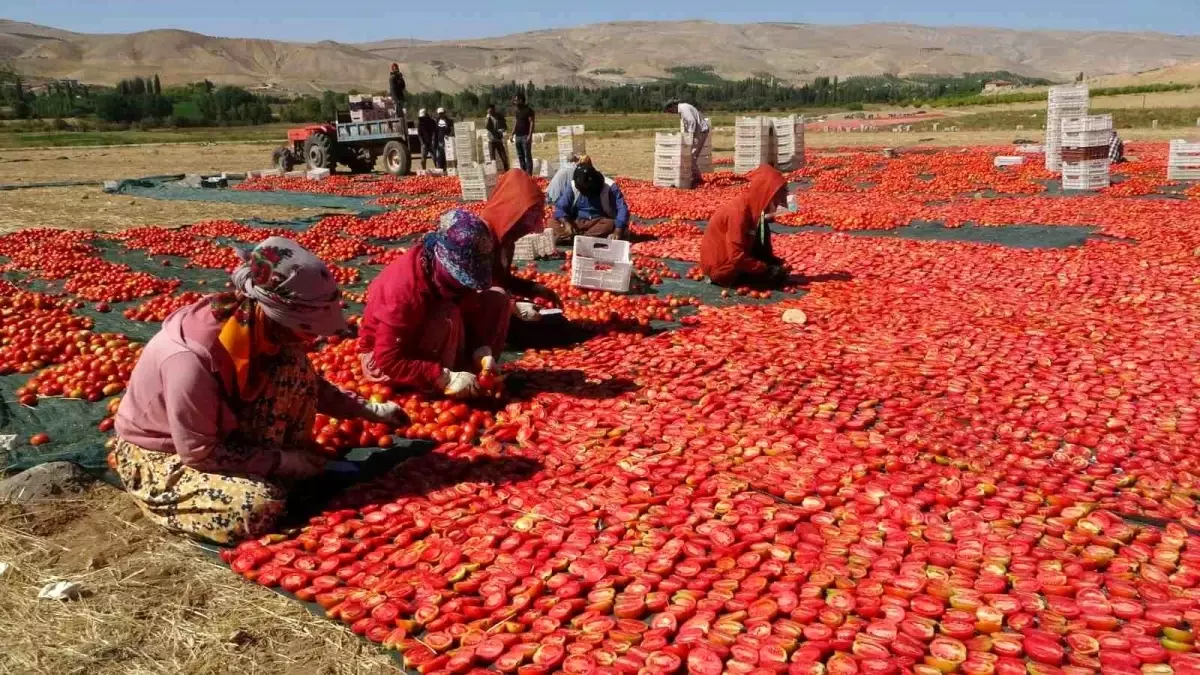 Malatya\'da Kurutmalık Domates Hasadı Devam Ediyor