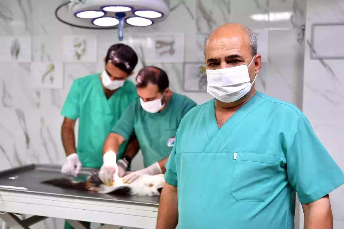 Mersin Büyükşehir Belediyesi Sokak Hayvanlarının Kısırlaştırılmasını Etkin Bir Şekilde Sürdürüyor