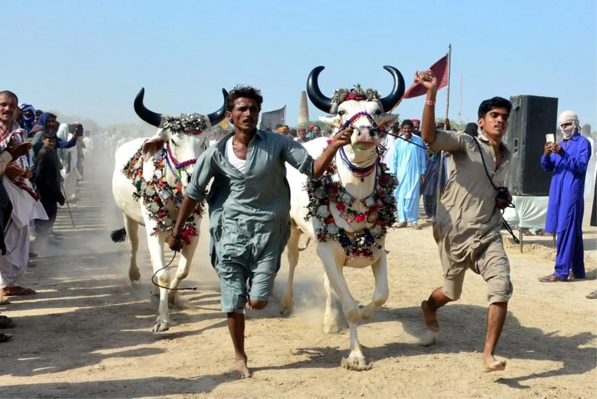Albüm: Pakistan\'ın Haydarabad Kentinde Geleneksel Sığır Yarışı Düzenlendi