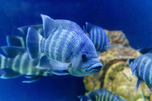 Bakteri barındıran tilapia cinmsi balık yiyen anne dört uzvunu kaybetti