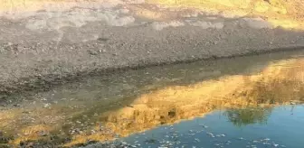 Kuraklık Nedeniyle Batman'da Gölette Ölü Balık Faciası