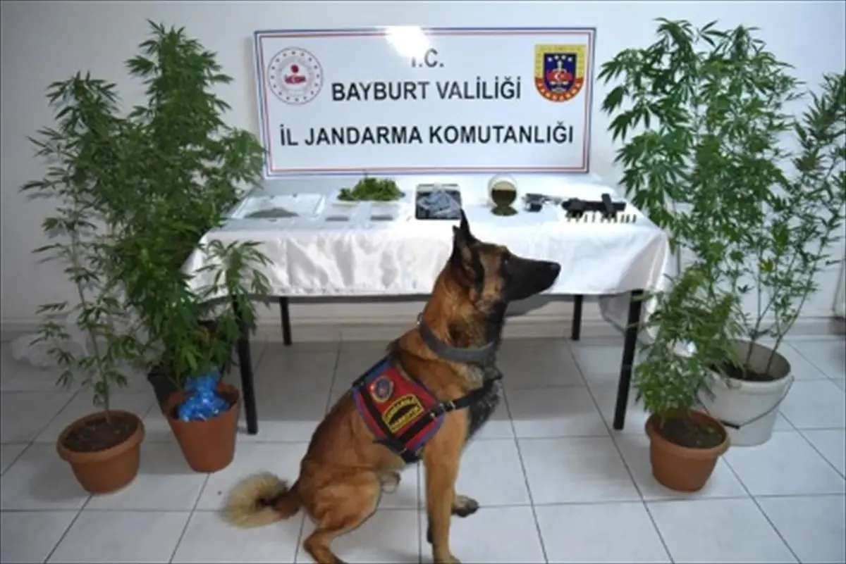 Bayburt\'ta Uyuşturucu Operasyonunda 2 Şüpheli Tutuklandı