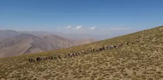 Van Gölü Aktivistleri Derneği Üyeleri Artos Dağı'na Tırmandı