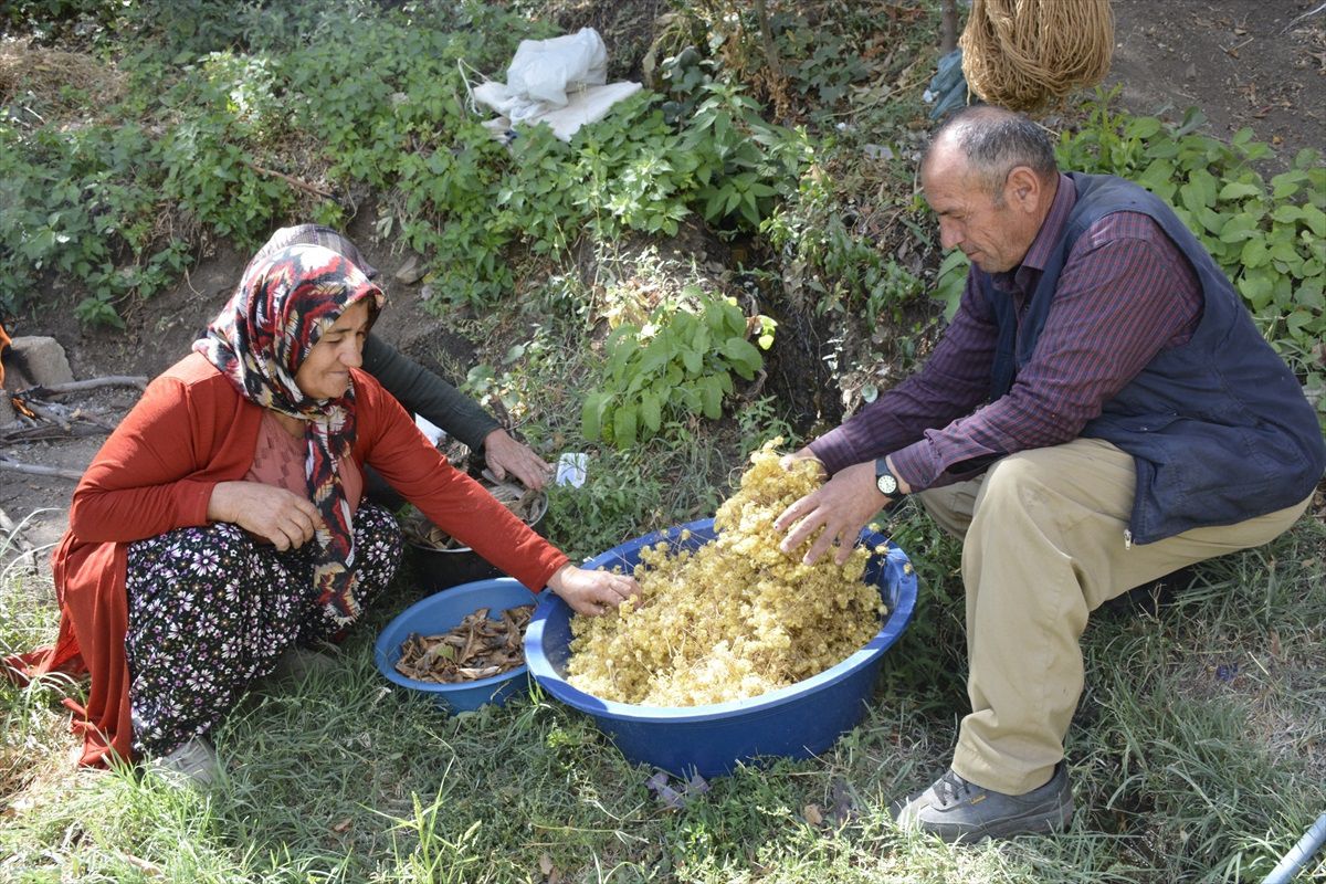Hakkari\'de Kök Boya Geleneği Yaşatılıyor