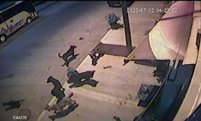 İstanbul Kağıthane'de sürü halinde dolaşan başıboş köpekler, vatandaşların korku rüyası oldu