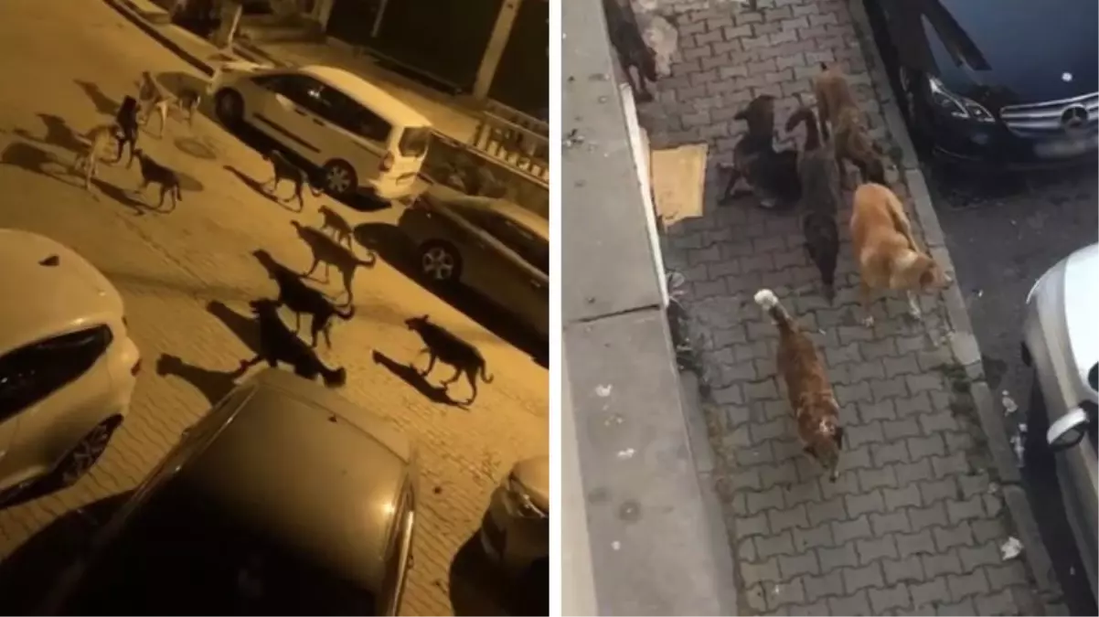 İstanbul'da sürü halinde dolaşan başıboş köpekler, kediyi parçaladı