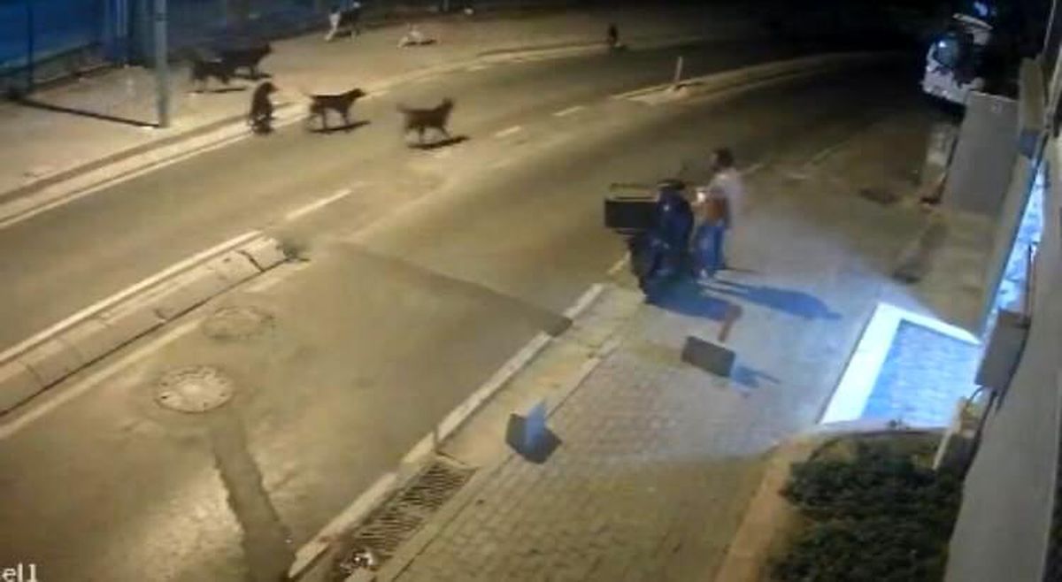 Kağıthane\'de Başıboş Köpekler Vatandaşları Korkutuyor