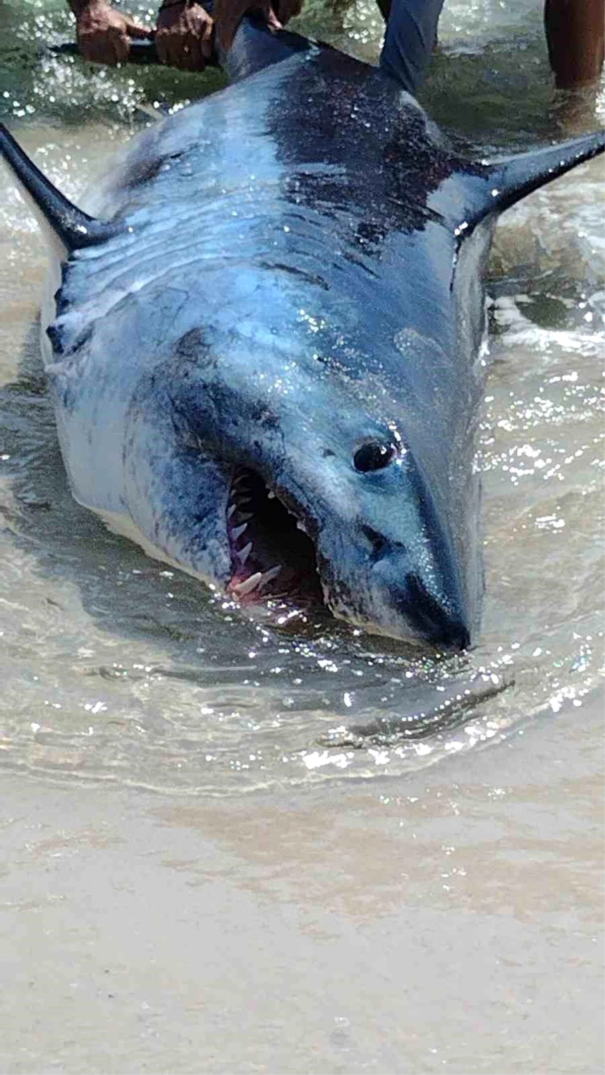 Florida\'da kıyıya vuran köpek balığı kurtarıldı