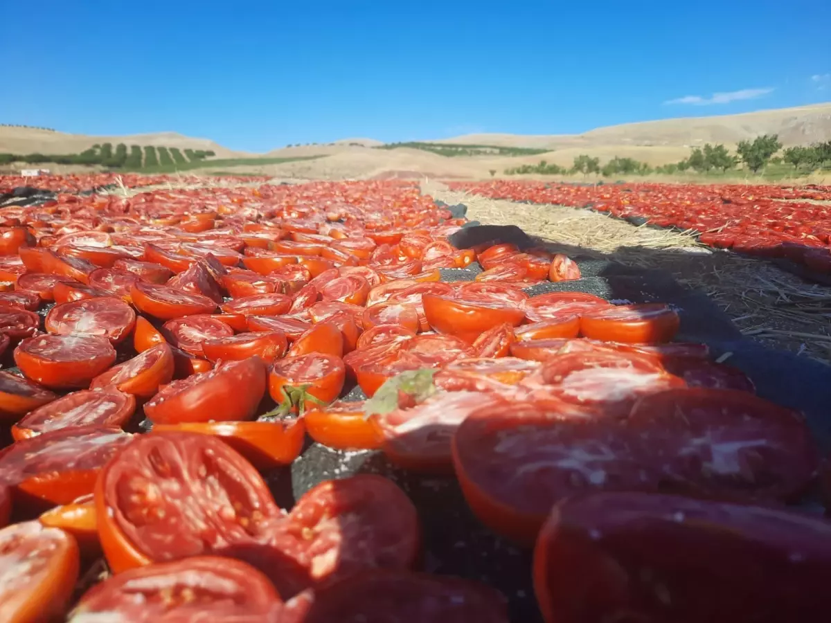 Malatya\'da Kurutmalık Domates Hasadı Başladı