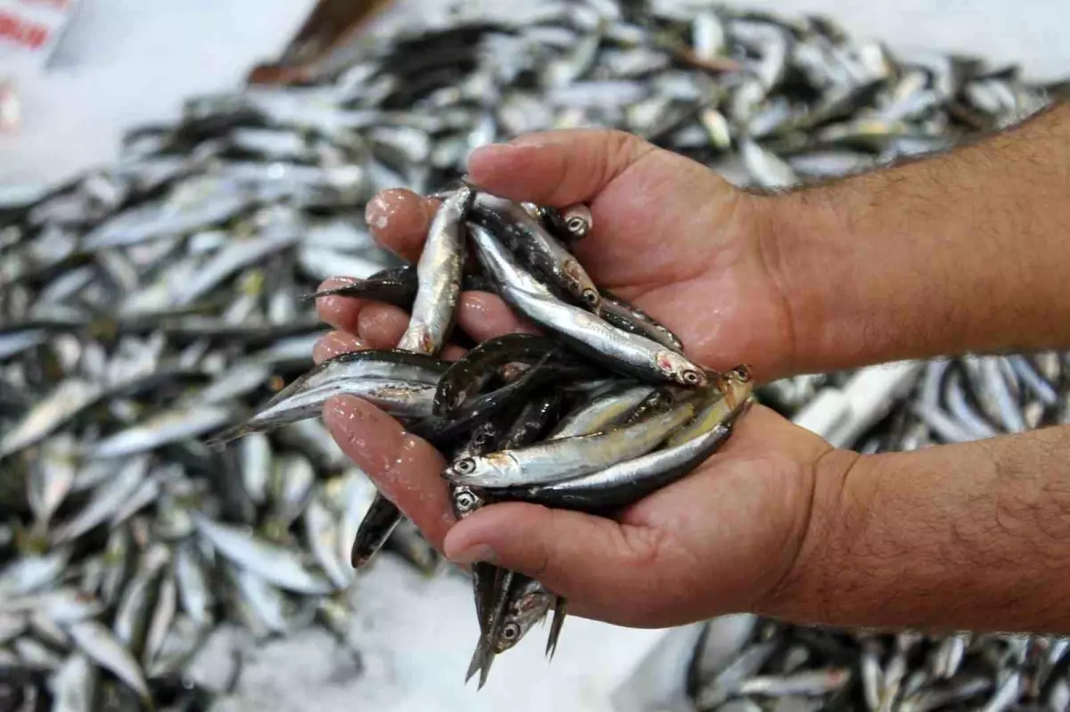 Ordu\'da Balıkçılar Palamut Beklentisini Karşılayamadı