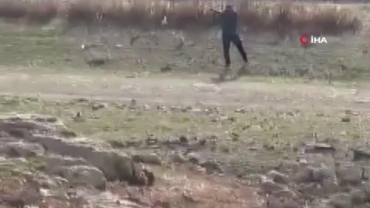 İstanbul Arnavutköy\'de Leyleklere Ateş Eden Şüpheliler Yakalandı