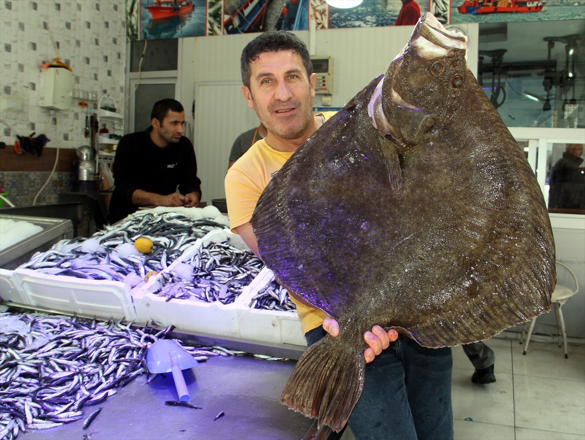 Sinop\'ta 8,5 Kilo Kalkan Balığı Tezgahta Satışa Sunuldu