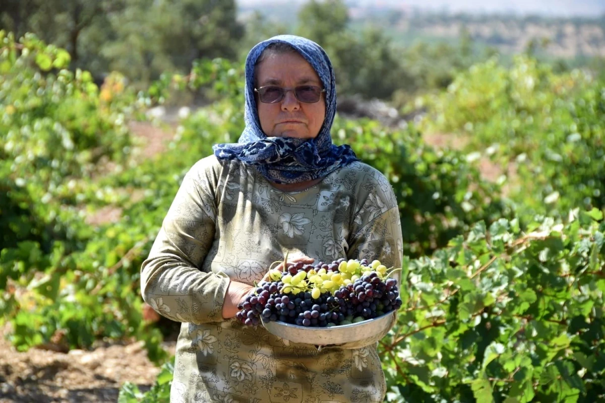 Uşak\'ta Üzüm Hasadı Başladı