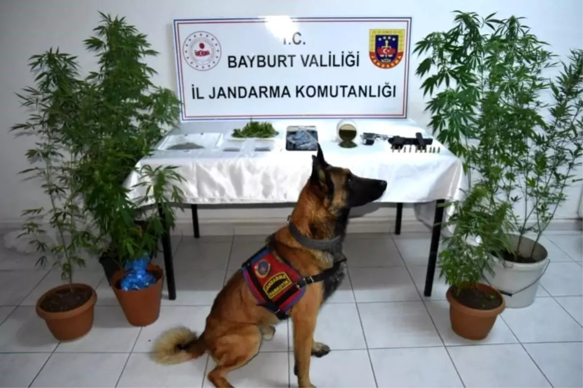 Bayburt\'ta yasadışı kenevir ekimi yapan 2 kişi tutuklandı
