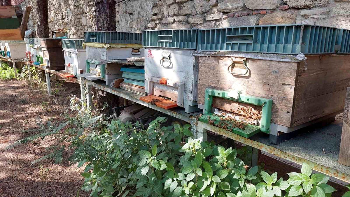 Zeytinburnu Tıbbi Bitkiler Bahçesi\'nde Bal Hasadı Yapıldı