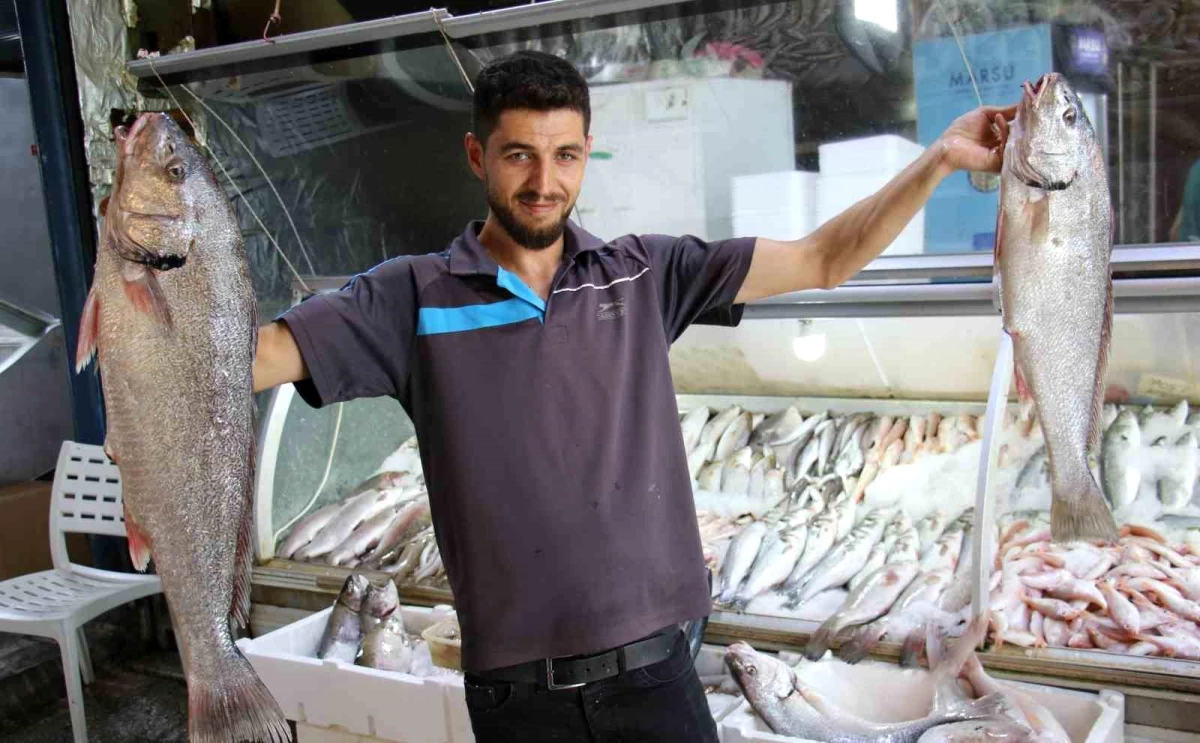 Akdeniz\'de Balık Sezonu Açıldı, Tezgahlarda Bolluk Yaşandı
