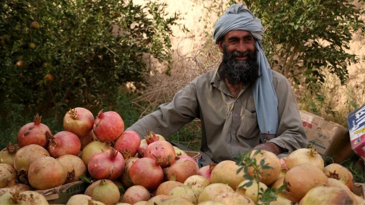 Afganistan\'ın Farah Vilayetindeki Çiftçiler Nar Hasadına Başladı