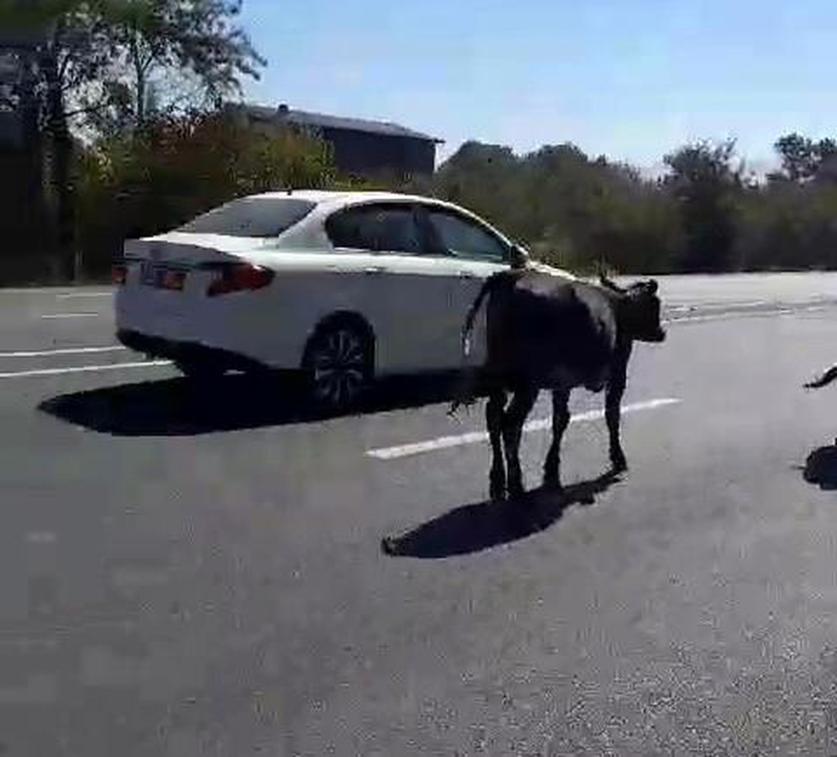 Düzce\'de Büyükbaş Hayvanlar Trafiği Tehlikeye Soktu