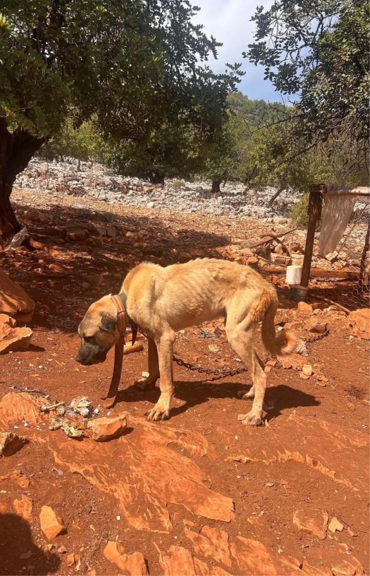 Finike\'de Açlık ve Susuzluk İddiasıyla Bağlanmış Köpekler