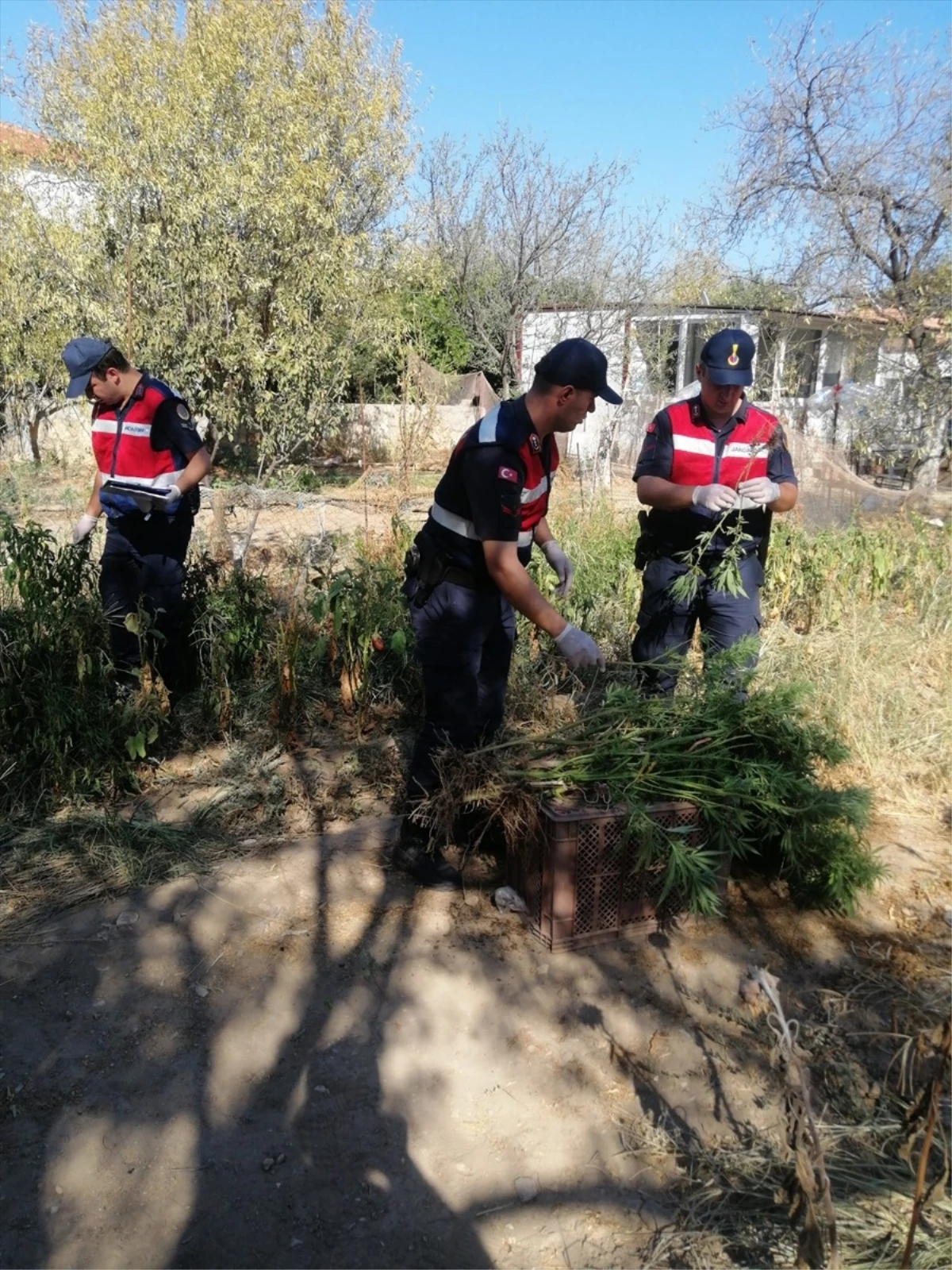 Muğla\'da evinin bahçesinde kenevir yetiştiren şüpheli gözaltına alındı