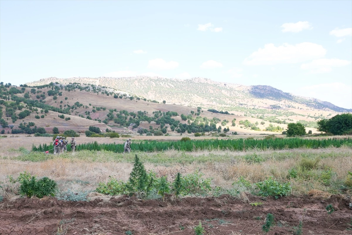 Diyarbakır\'da büyük narkoterör operasyonu: 2 ton esrar ve 13 milyon kenevir bitkisi ele geçirildi