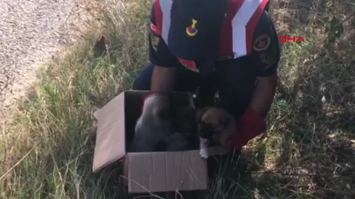Edirne\'de Terk Edilmiş 5 Yavru Köpek Hayvan Barınağına Teslim Edildi