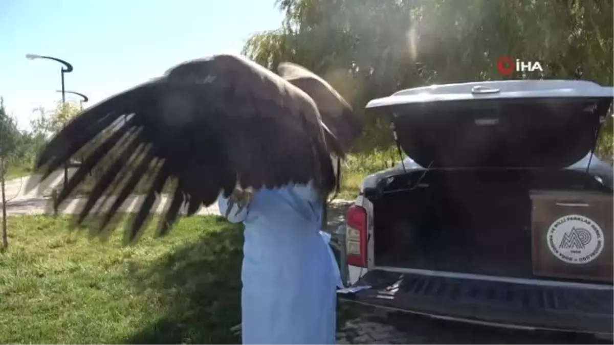 Nesli Tehlikede Olan Kızıl Akbaba Tedavi Altına Alındı