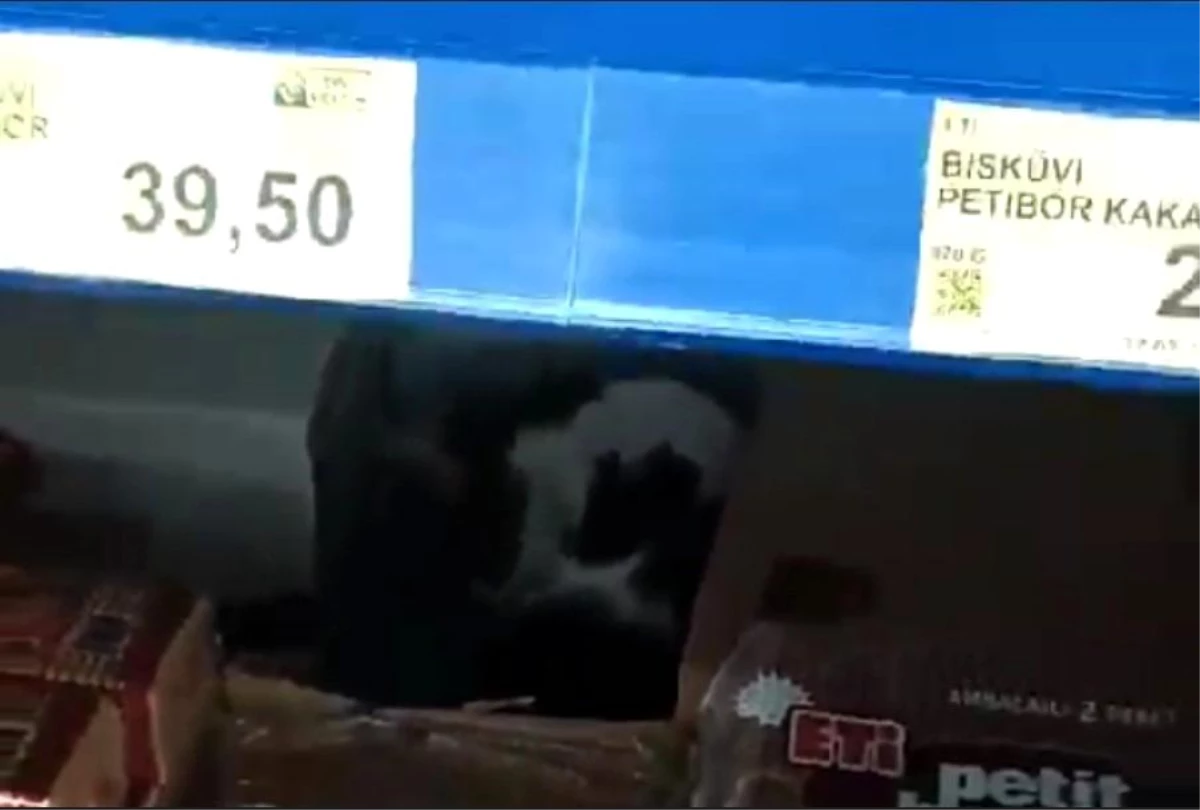 Sultangazi\'deki BİM Marketine Giren Kedi Bisküvileri Tırmaladı
