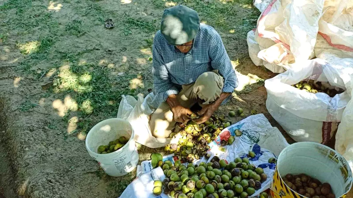 Aydın\'da Ceviz Hasadı Başladı: Üreticiler Düşük Verimden Şikayetçi