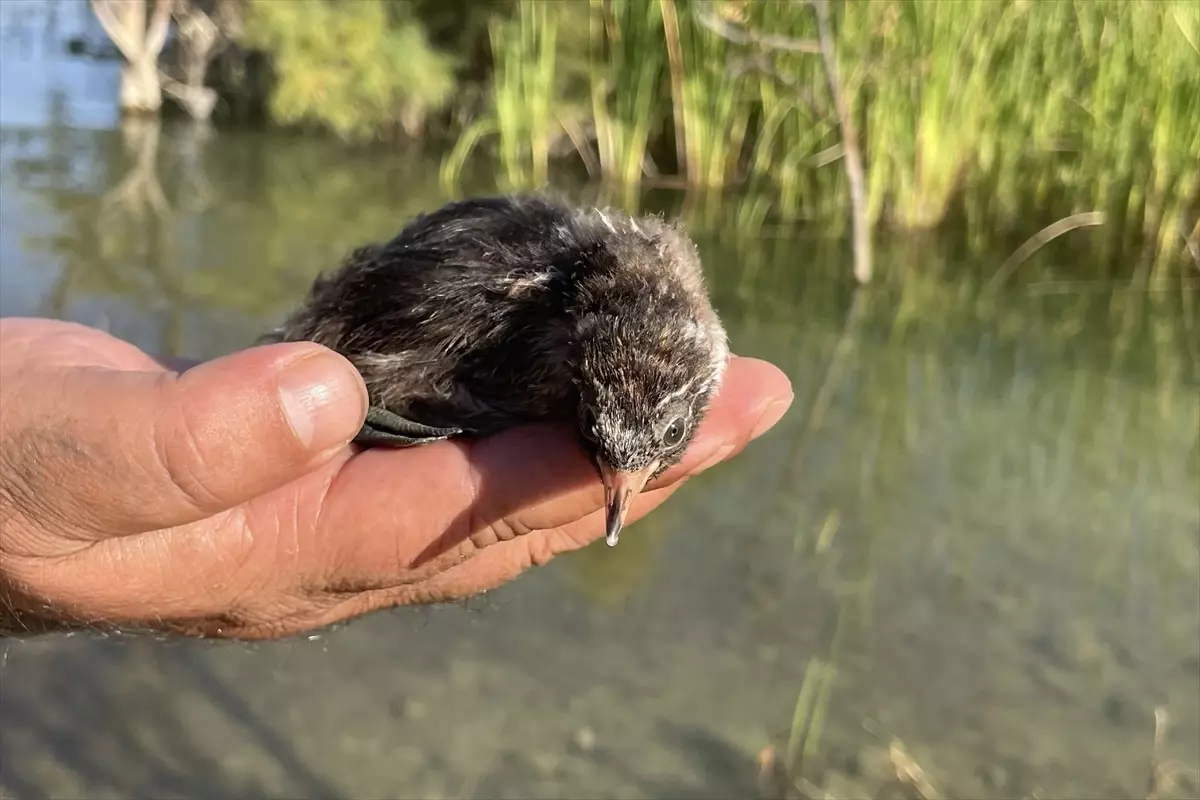 Elazığ\'da Yolda Bulunan Su Tavuğu Yavrusu Hazar Gölü\'ne Salındı