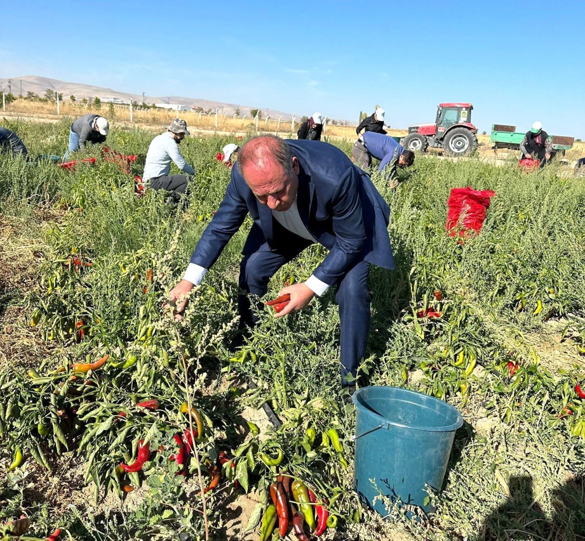 Ereğli Belediyesi Organik Tarım Projesi kapsamında salçalık biber dağıtıyor