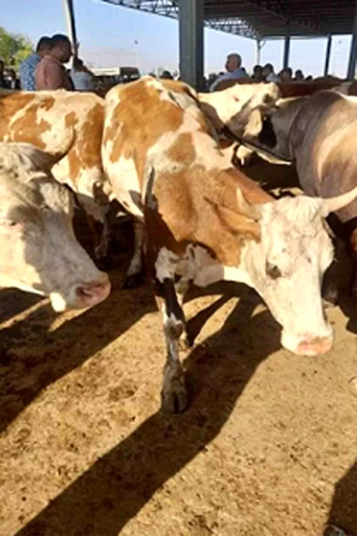 Ardahan\'da Çalınan 5 Büyükbaş Hayvan Iğdır\'da Satıldı