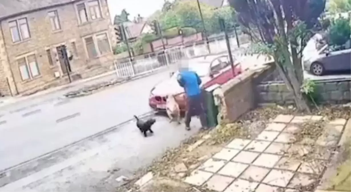 İngiltere bir kişi, köpek saldırısında ağır yaralandı: O anlar kamerada