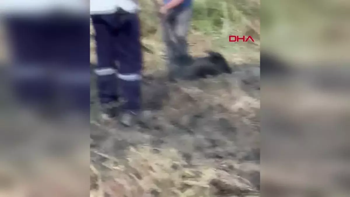 İş makinesiyle foseptikten kurtarılan yavru domuz doğaya bırakıldı