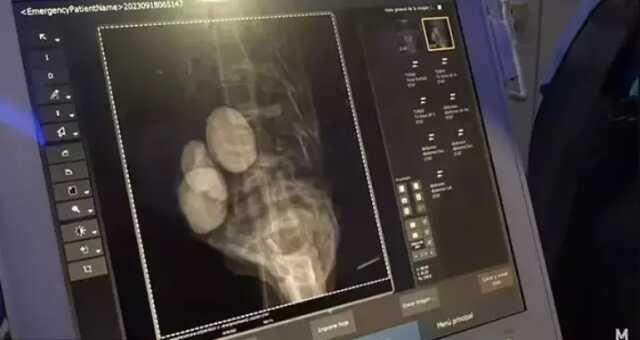 Meksika'daki uzaylı fosilleri canlı yayında incelendi! Bir tanesi hamile çıktı Meksika'daki uzaylı fosilleri canlı yayında incelendi! Bir tanesi hamile çıktı