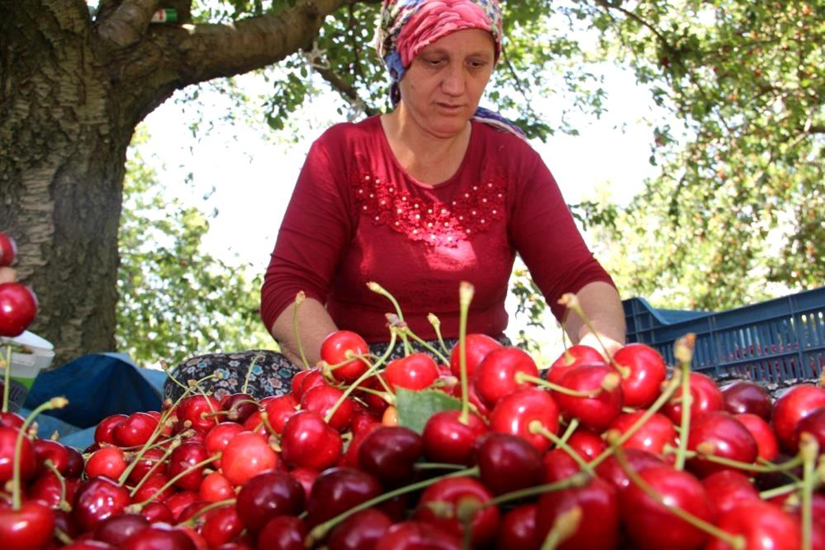 Aydın\'da Kiraz ve Domates İhracatında Rekor Kırıldı