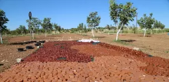 Şanlıurfa'da Geleneksel Üzüm İşleme Yöntemleri Devam Ediyor