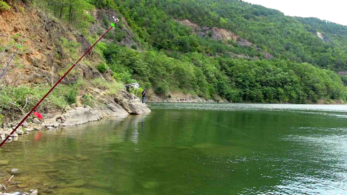 Artvin\'de Baraj Gölünde Türk Somonu Kaçışı