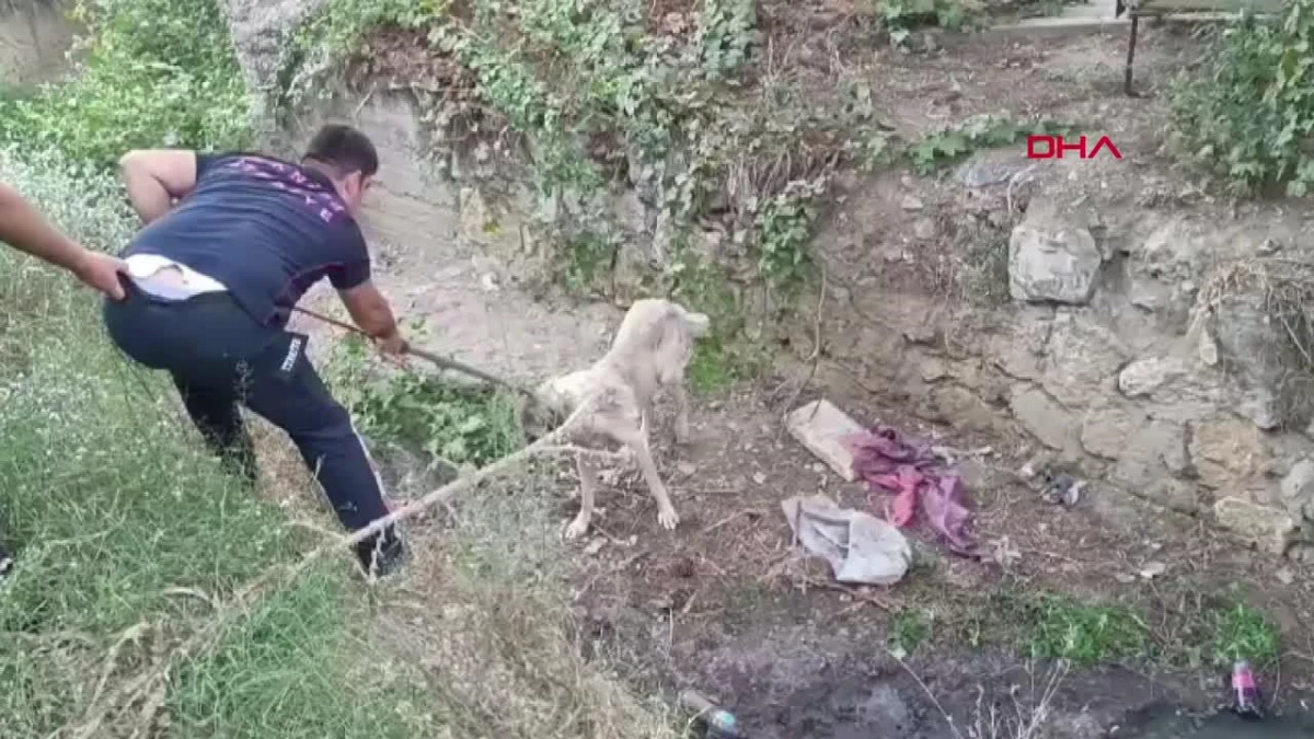 Turgutlu\'da dere yatağına düşen sokak köpeği kurtarıldı
