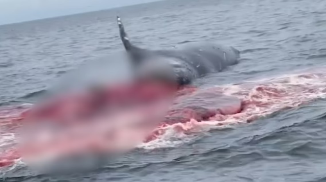 Dev balina ölmeden içinde oluşan gaz nedeniyle korkunç bir şekilde patladı