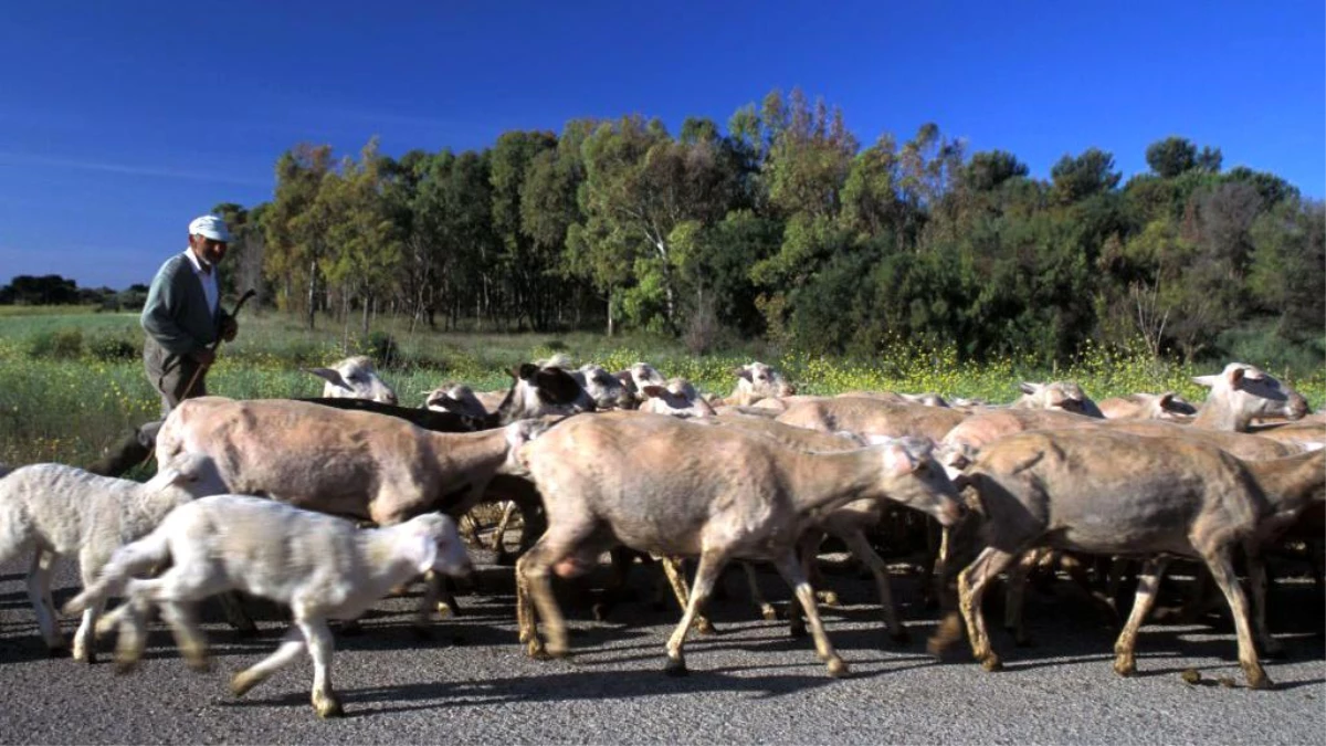 İtalya\'nın Sardinya adasında Kırgız çobanlar aranıyor
