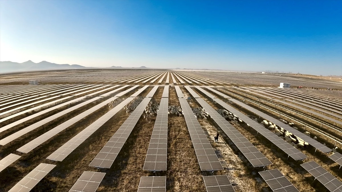 Kalyon Enerji, Karapınar Güneş Enerjisi Santrali\'nde Otlatma Pilot Uygulaması Başlattı