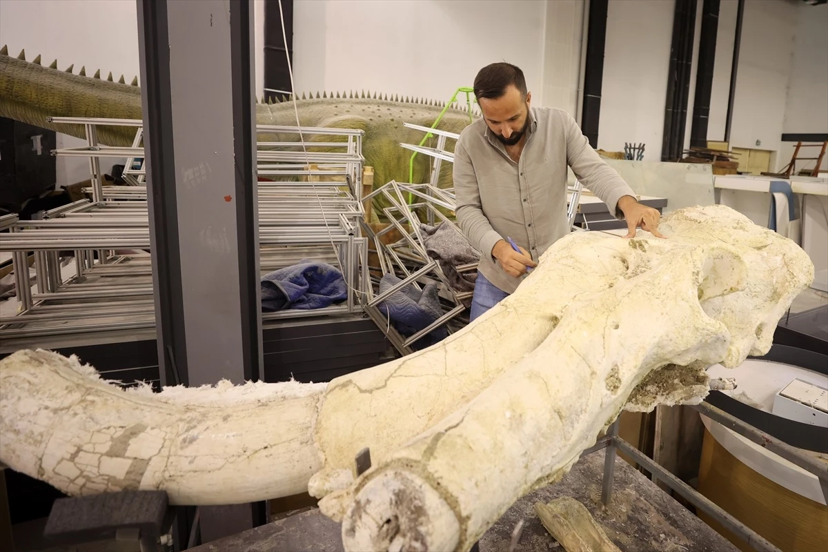 Kayseri\'deki Fosil Kazılarında Bulunan Hayvan Fosilleri Sergilenecek