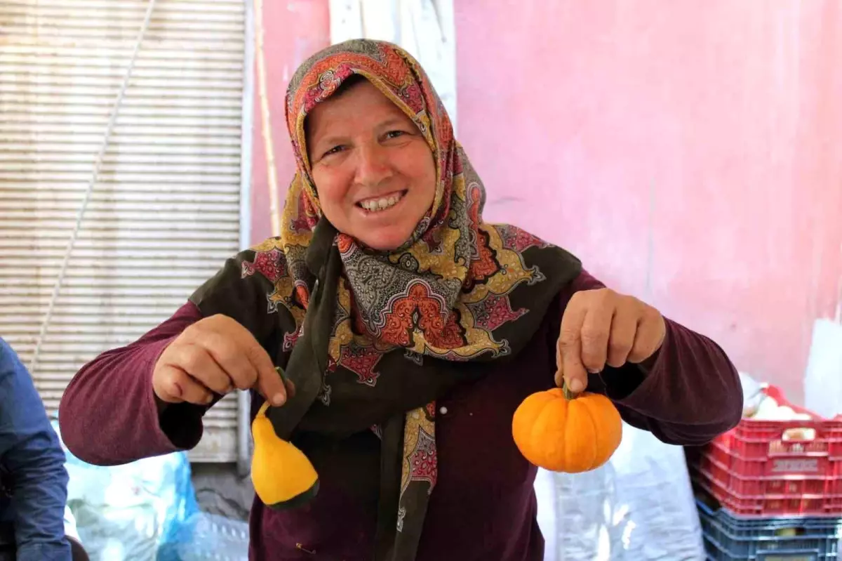 Aydın\'da Süs Kabağı Yetiştiriciliği Köylülerin Geçim Kaynağı Oldu