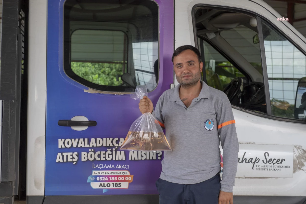Mersin Büyükşehir Belediyesi, Sivrisinek Mücadelesinde Lepistes Balığı Projesiyle Başarıya Ulaştı
