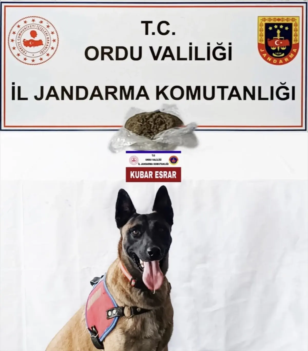 Ünye\'de Uyuşturucu Operasyonu: 1 Şüpheli Gözaltına Alındı