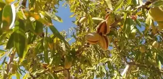 Sivas'ta yapılamaz denileni başardı, 10 yılın ardından hasada başladı