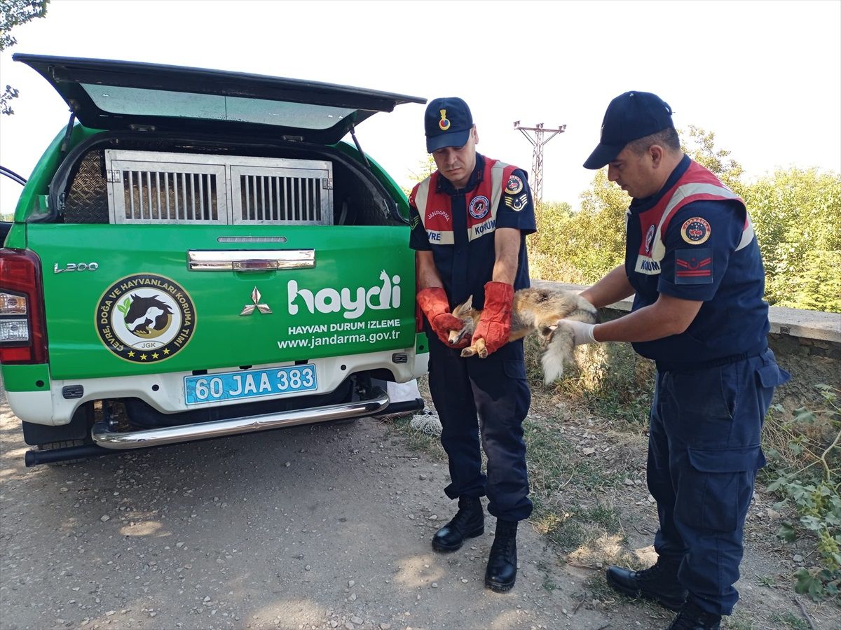 Tokat'ta silahla vurulan tilki tedavi ediliyor
